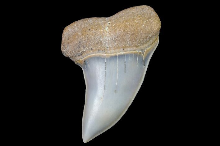 Fossil Shark Tooth (Carcharodon planus) - Bakersfield, CA #178297